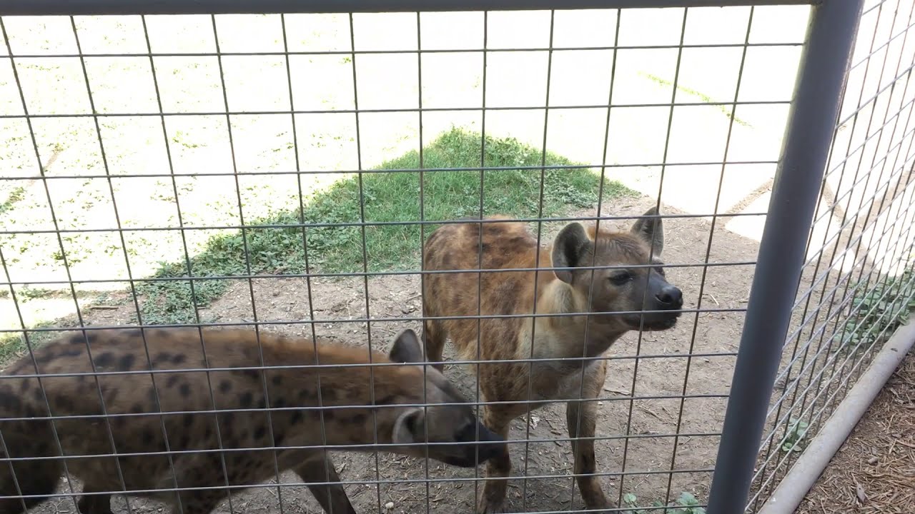 Hyenas Snack Time Animal World And Snake Farm Zoo Youtube