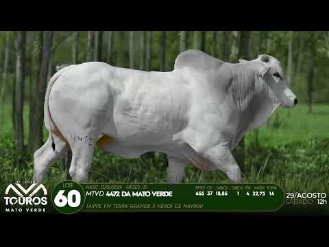 LOTE 60   MTVD 4472