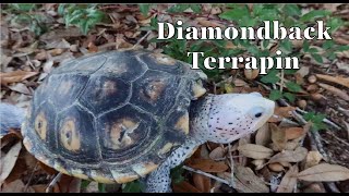 Diamondback Terrapin