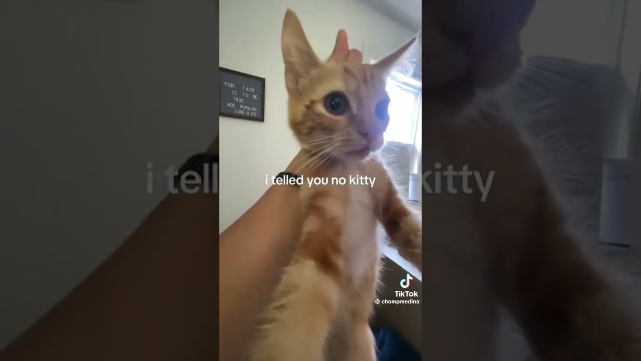 WHY DID YOU DO THAT KITTY 