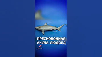 Пресноводная акула-людоед  - интересные факты об Индии