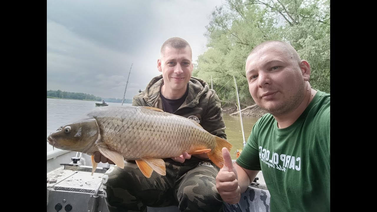 Mrcine sa rijeke Drave !!! - CARPOLOGIC team 2025