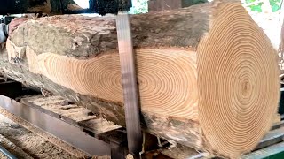 Teak Log Sawing Activities at the Sawmill