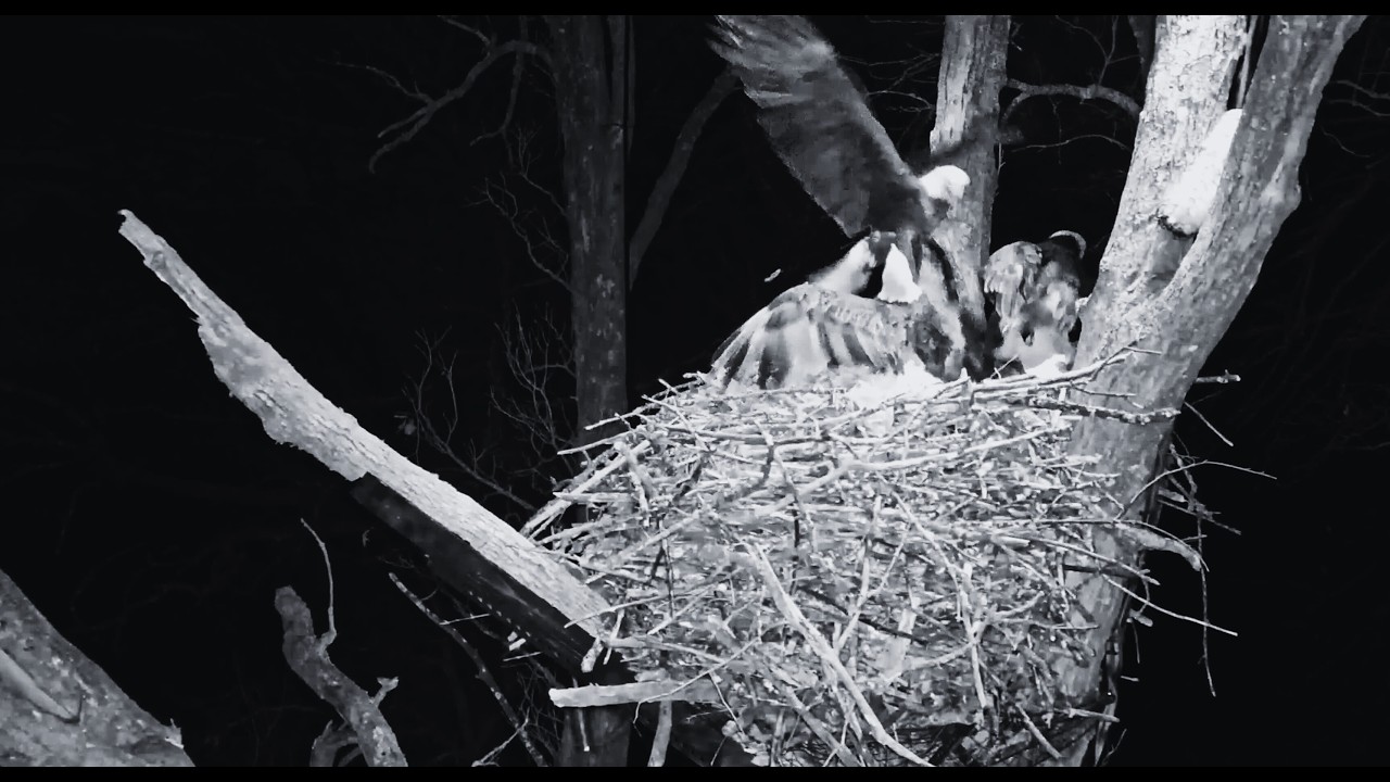 Decorah North Nest | Fierce fight with intruder early morning (explore.org )~ 2-19-2026