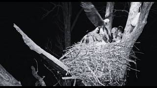 Decorah North Nest | Fierce fight with intruder early morning (explore.org )~ 2-19-2026
