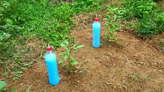 Cheap simple ideas drip irrigation system easy to make and fast from plastic bottles