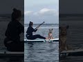 Very cute dog paddleboarding - calm, balanced and on her way Old Harry Rocks in Poole