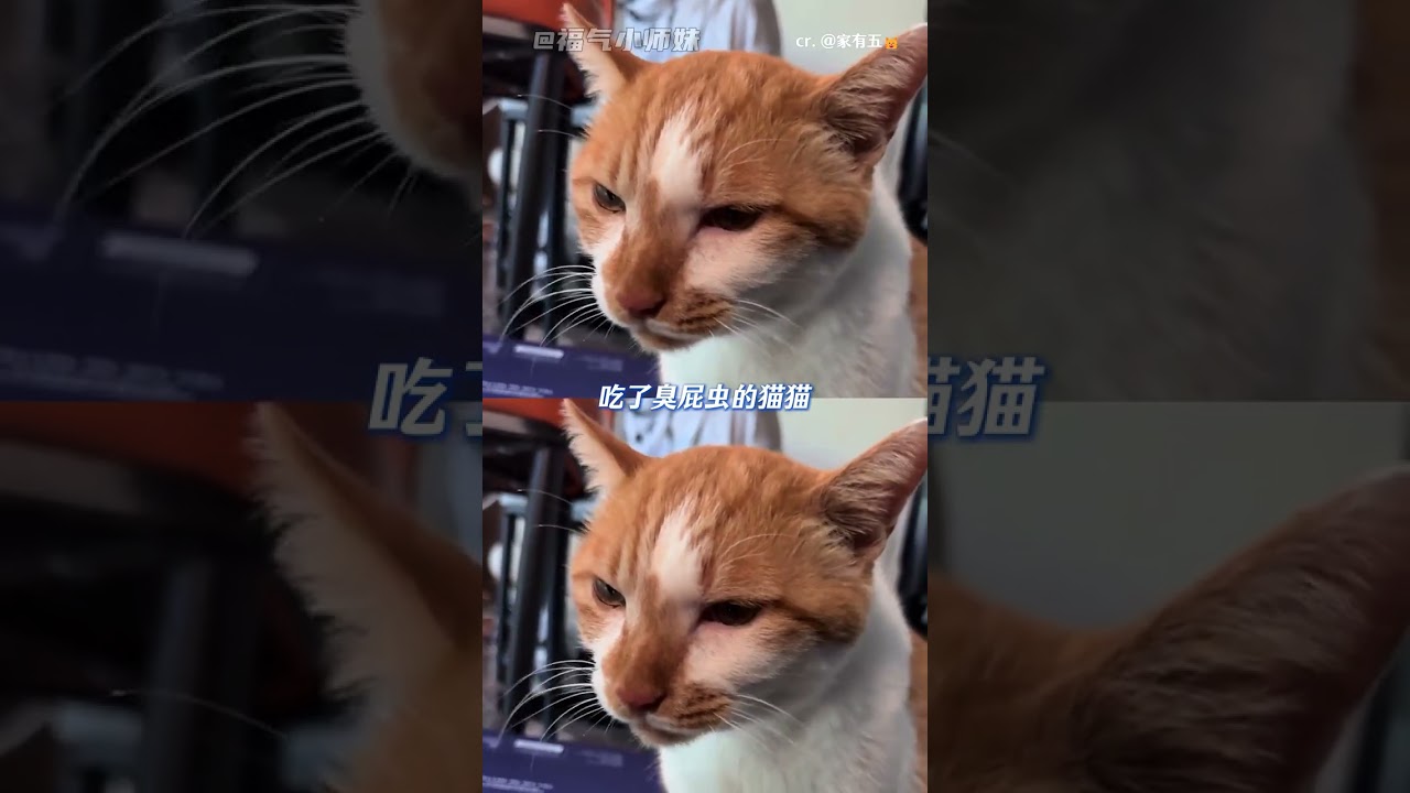 猫猫的每一种叫声都好可爱啊 #猫咪 #可爱 #声音 #萌