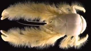 Yeti Crab Fast Facts