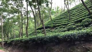 TeaGardenTourSreemangalBangladesh