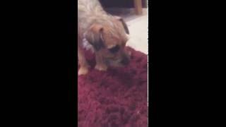 Some Tricks -Tilly Time