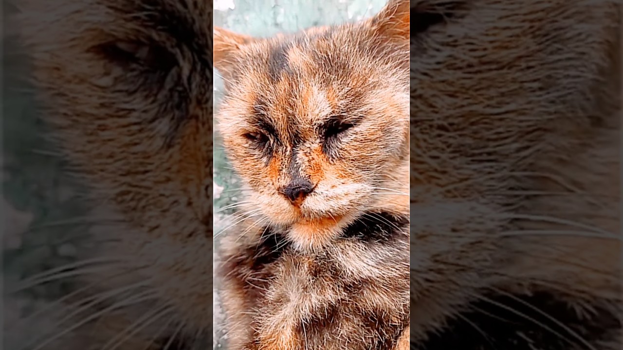 Sleeping cat #shorts