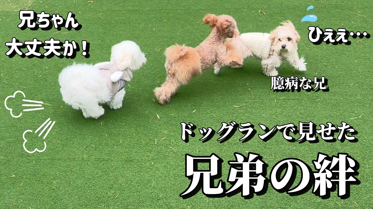 まさかのワンパク子犬(弟)が臆病な兄を助けた？！【愛犬と伊豆旅行inドッグラン】