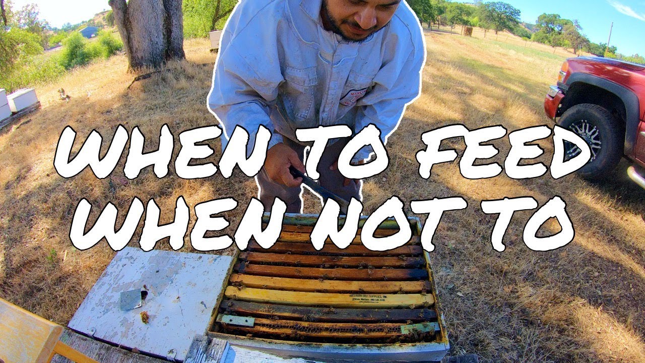 TIPS: When to feed bee hives, when not to