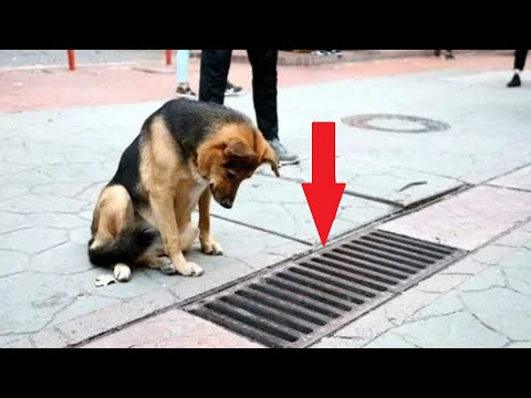 Video: Slik holder du den lille hunden av å bjeffe for mye