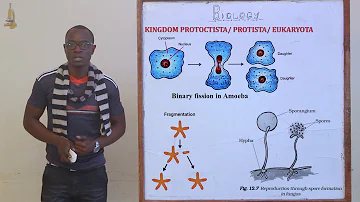 2. Classification II Kingdom Protoctista, Protozoa and Algae Biology Form 3