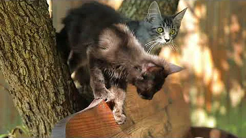 Video 11793361: maine coon mom cat, rescue, kitten