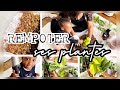 Rempoter  ses plantes avec le meilleur substrat  arace intermdiaire