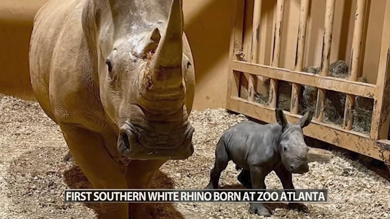 First southern white rhino born at Zoo Atlanta - YouTube