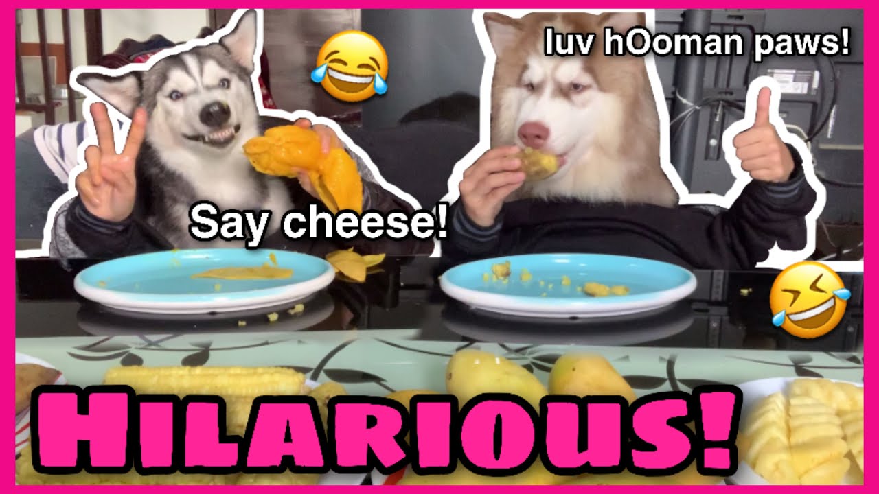 Not My Hands Challenge On My Siberian Huskies Quarantine Edition