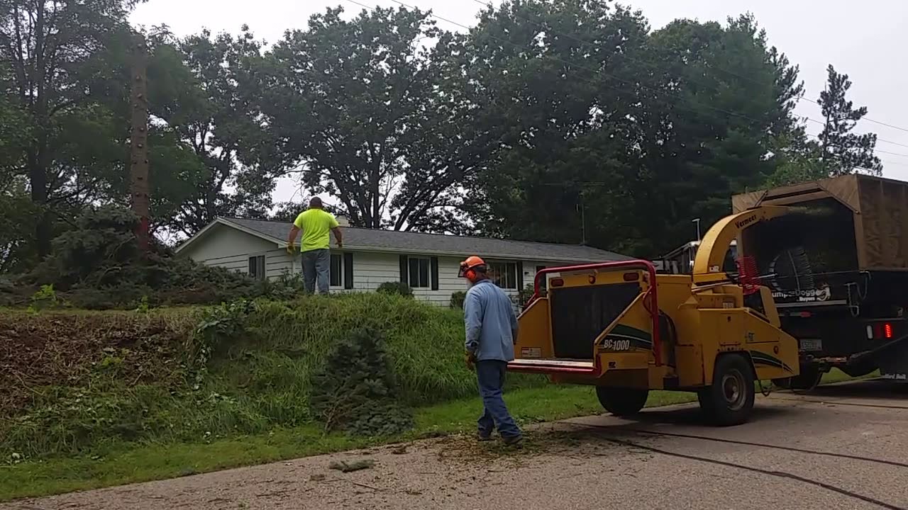 pine tree removal - YouTube