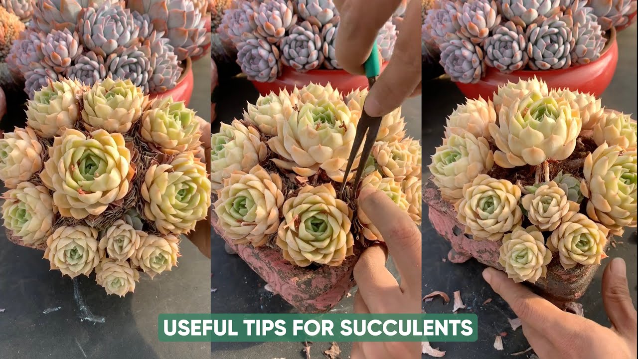 EASY Succulent Plants Care for Beginners! | 다육이 | 多肉植物