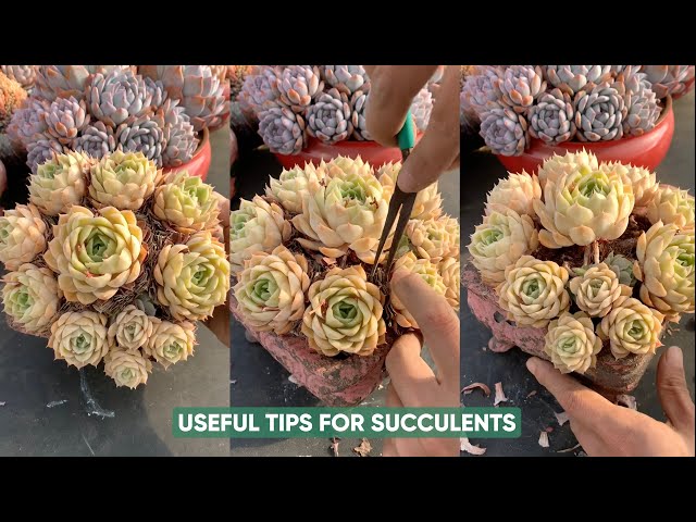 EASY Succulent Plants Care for Beginners! | 다육이 | 多肉植物