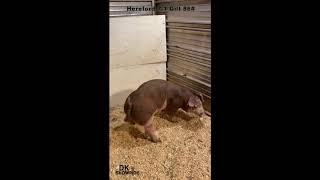 Hereford 7-1 Gilt DK Showpigs