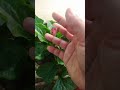 Red or pink colour ka mirchi ghudhal #plant #gardening