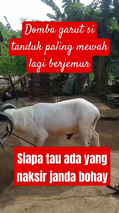 #dogar #hewan #viral #ternak Domba Garut tanduk paling mewah