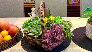 Succulent Arrangement in Fruit Basket