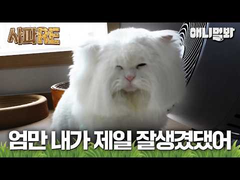 [#사파RE] 어떻게 고양이가 <strong>고창석</strong>...?😮 털부자 고양이의 기막힌 용안 #TV동물농장 #AnimalFarm #애니멀봐