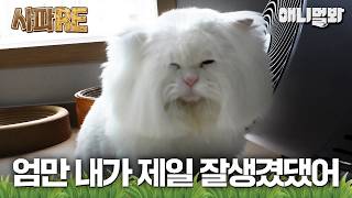 [#사파RE] 어떻게 고양이가 고창석...?😮 털부자 고양이의 기막힌 용안 #TV동물농장 #AnimalFarm #애니멀봐