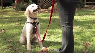 How to Choose the Best Harness for Your Dog