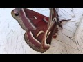 Moths