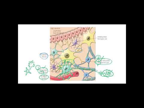 신경해부학 _ 신경아교세포