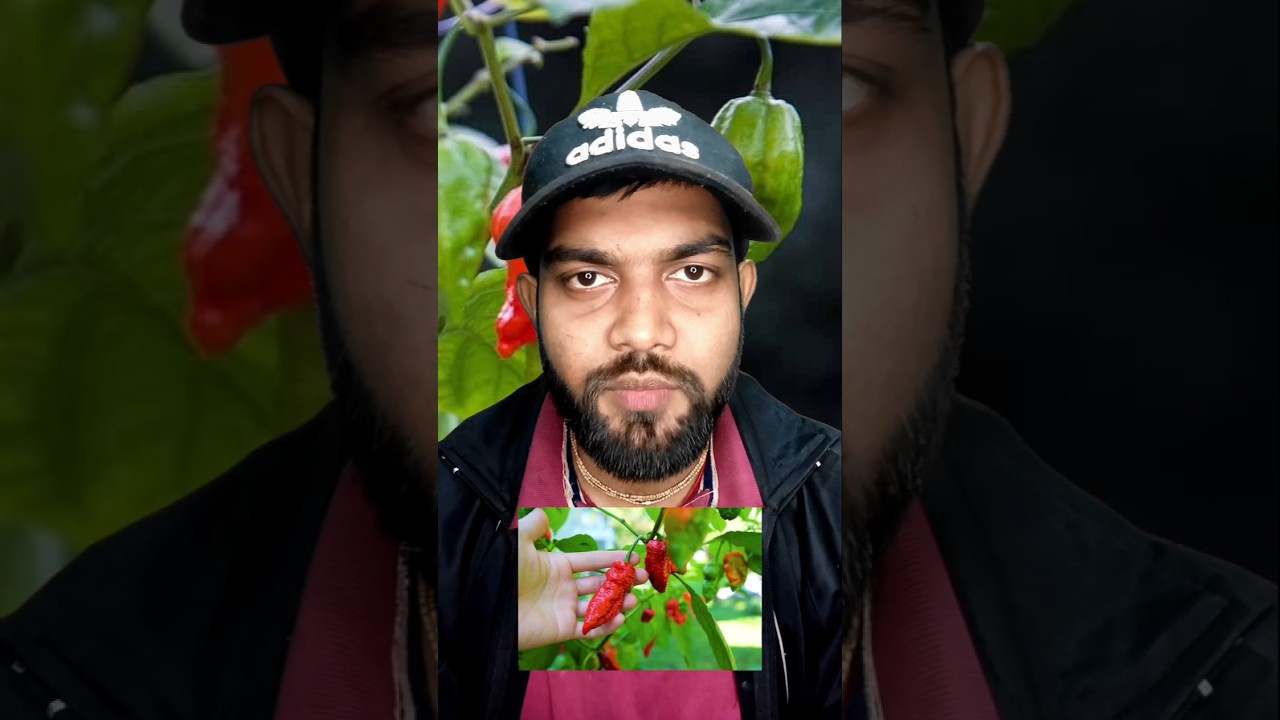 दुनिया की सबसे तीखी मिर्च 🌶️ | Carolina Reaper खाओगे तो पसीना छूट जाएगा! 😱 