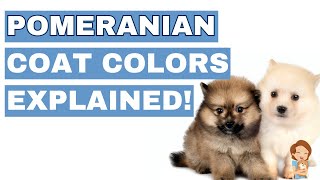 Pomeranian Coat Colors 101: From History to Care Tips