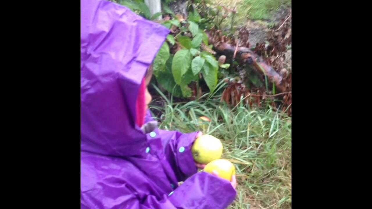 Edwards Apple Orchard 2014