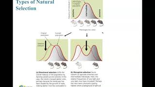 Types of Natural Selection Net Worth