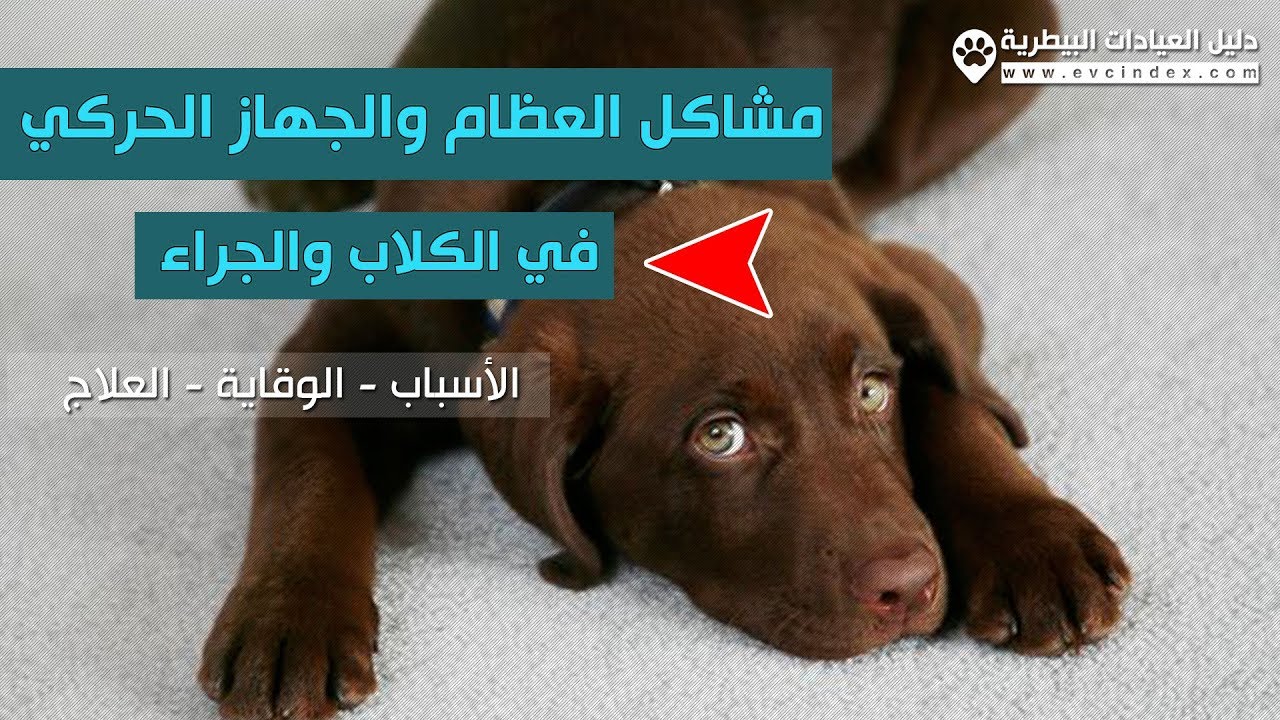 أمراض العظام والجهاز الحركي في الكلاب