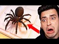 Burned My House to Kill a Spider 🕷️ (Kill It With Fire 2)