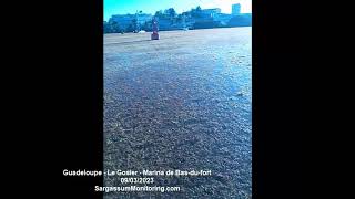 2023 Sargasses - Guadeloupe - Le Gosier - Marina De Bas-Du-Fort