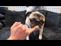 Funny pug dog reaction to eating peanut butter