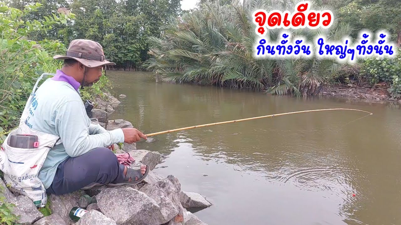 ใช้คันไม้ไผ่!!ตกปลากะทะ ปลาขี้ตัง💢นั้งที่เดียว กินยกฝูง ใหญ่ๆทั้งนั้น