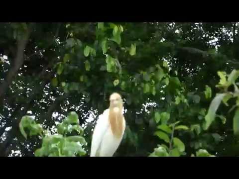 Birds in their natural habitat-cattle egret in breedin plumes