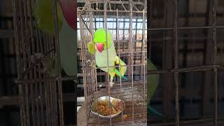 Cute Talking Parrot | Indian Ringneck 🦜 #talkingparrot #parrotshorts #shorts #birdshorts #petshorts
