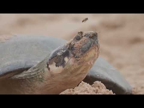 Advierten recolecta indiscriminada de huevos de tortuga y tráfico de vida silvestre en el Madidi