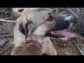 20260312 ROMANA GOT A NEW KENNEL MATE PITBUL PUPPY BOY 2