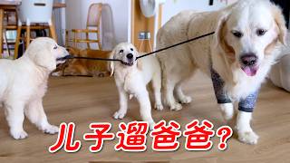 The little Golden Retriever actually dares to walk its own dad? Dog dad looks so helpless...